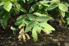 Terminalia cuneata